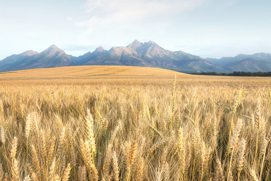 Our Organic Manifesto